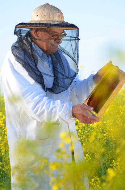 istock experienced senior apiarist working in the blooming rapeseed field 822856274