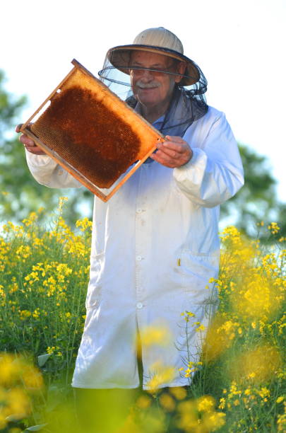 istock experienced senior apiarist working in the blooming rapeseed field 822856278