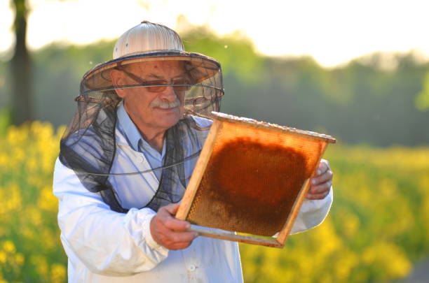 istock experienced senior apiarist working in the blooming rapeseed field 822856324