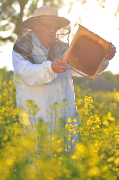 istock experienced senior apiarist working in the blooming rapeseed field 822856326