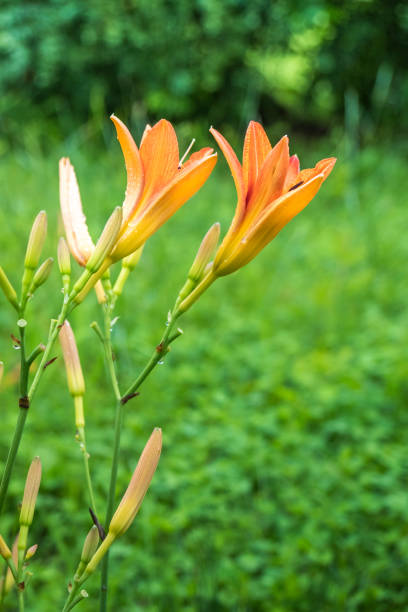 istock Orange day lily flowers in garden, summer time 822860918