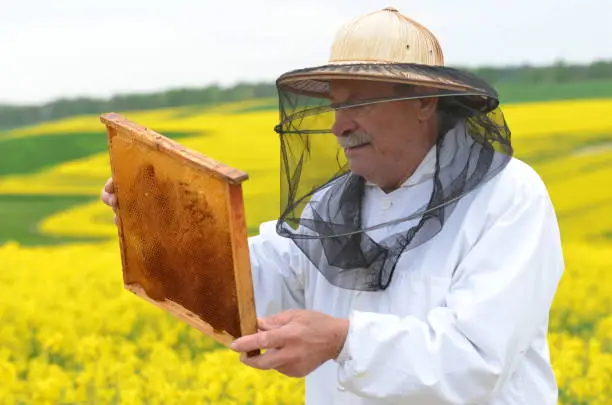 Photo of experienced senior apiarist working in the blooming rapeseed field