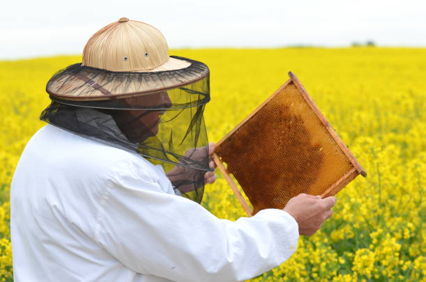 experienced senior apiarist working in the blooming rapeseed field