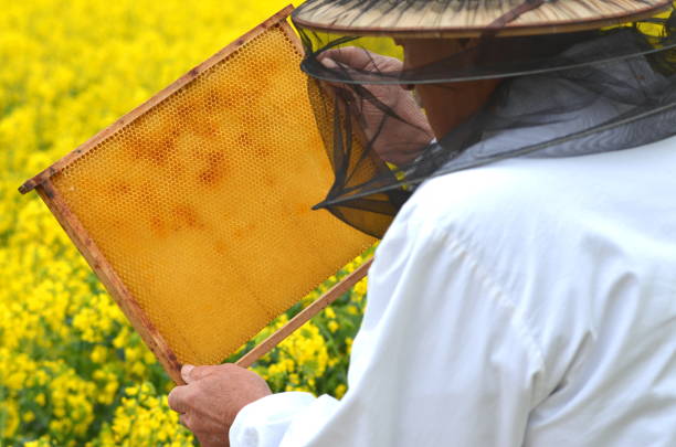 istock experienced senior apiarist working in the blooming rapeseed field 822866506