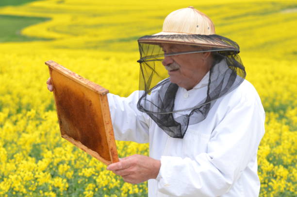 istock experienced senior apiarist working in the blooming rapeseed field 822866516
