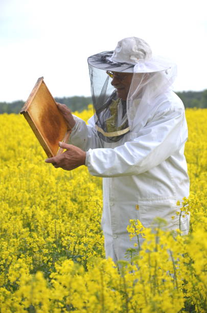 istock experienced senior apiarist working in the blooming rapeseed field 822866600