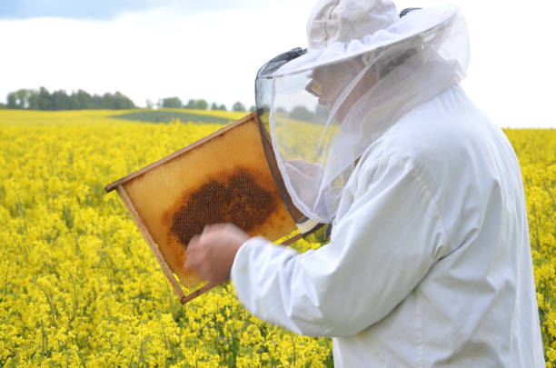 istock experienced senior apiarist working in the blooming rapeseed field 822866624