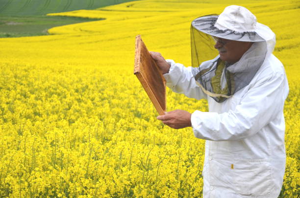 istock experienced senior apiarist working in the blooming rapeseed field 822866648