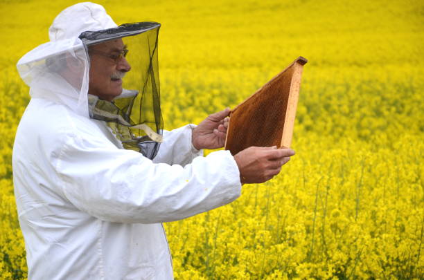 istock experienced senior apiarist working in the blooming rapeseed field 822866664