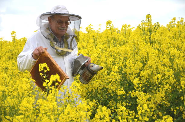 istock experienced senior apiarist working in the blooming rapeseed field 822866666