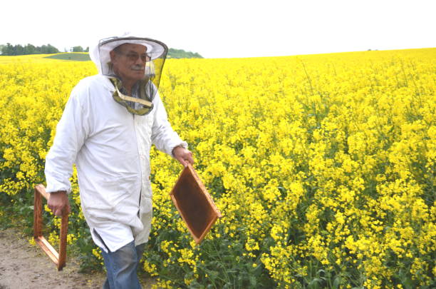 istock experienced senior apiarist working in the blooming rapeseed field 822866676