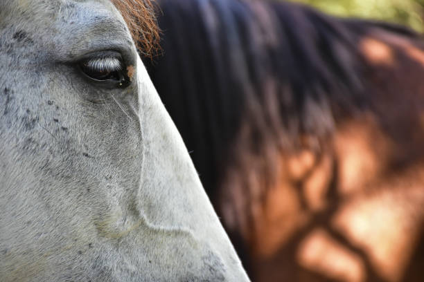 istock Grey and old horse head close-up 822873442