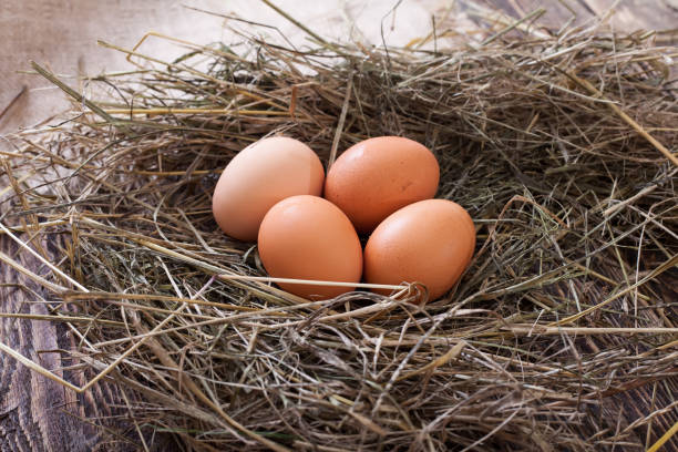 istock Chicken eggs in the chicken coop 822874072