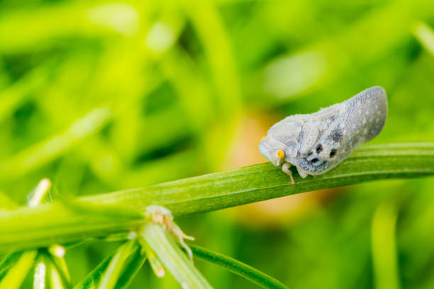 Citrus flatid planthopper - Metcalfa pruinosa.