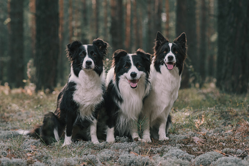 Three border collies sit in the woods