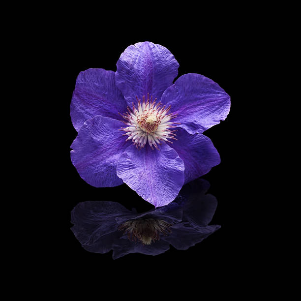 istock Flower plants clematis purple on black background isolated 822883268