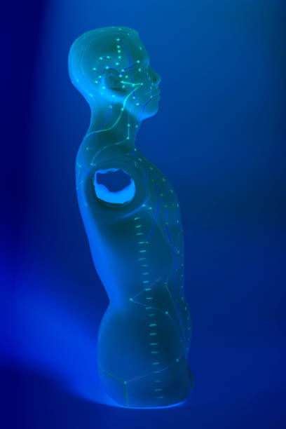 istock Medical acupuncture model of human 822886162
