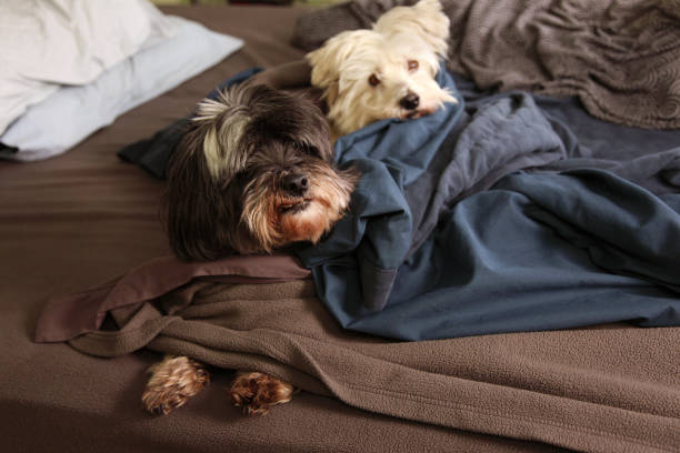 istock two dogs sleep on the bed 822887702