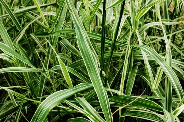 garden plants