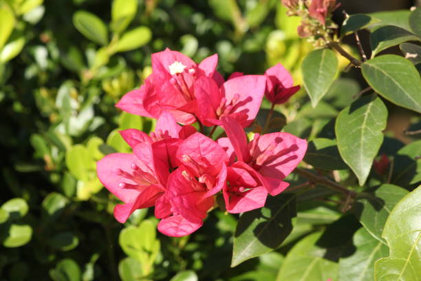 istock bougainvillea flowers 822894174