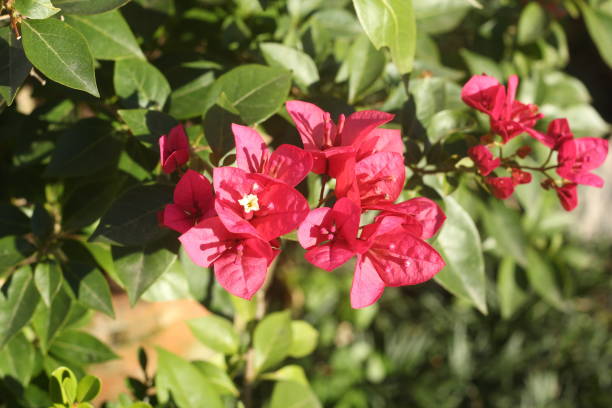 istock bougainvillea flowers 822896548