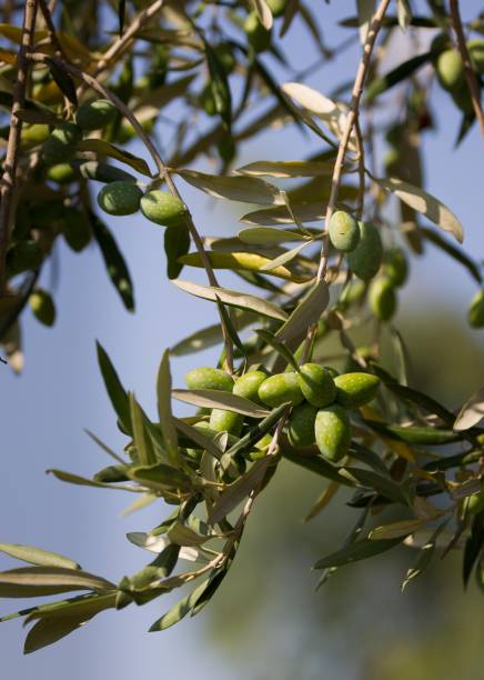 istock Green Olives growing in summer 822896936