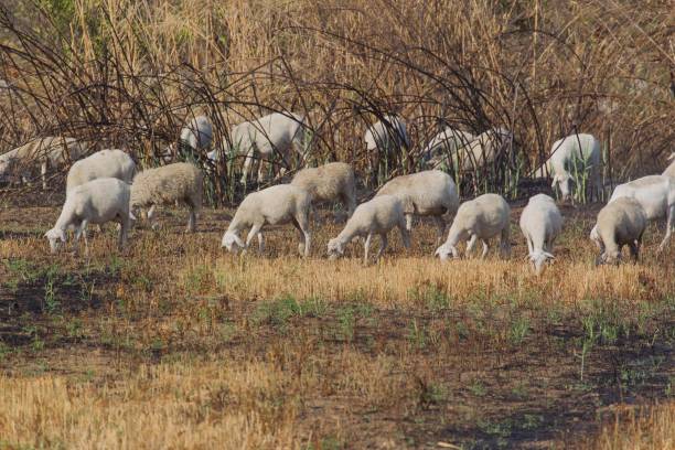 istock Grazing Sheep in Burned Pasture Grass 822896974
