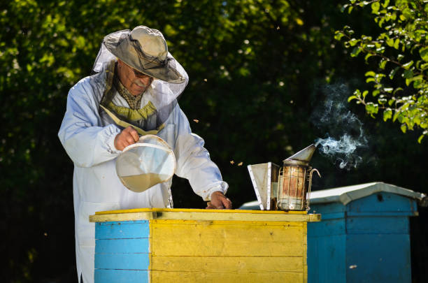 istock Experienced senior beekeeper making inspection in apiary after summer season 822903048