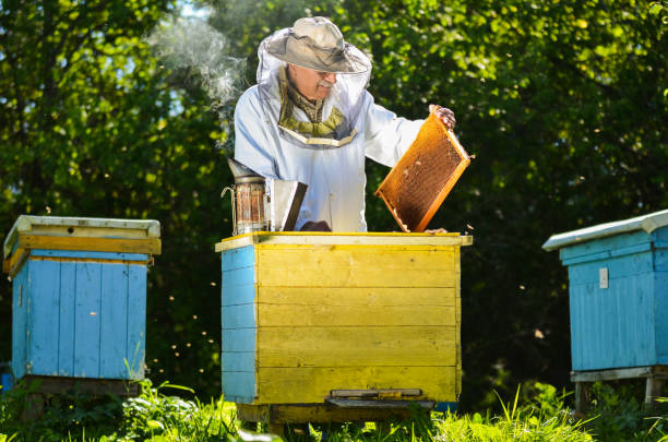 istock Experienced senior beekeeper making inspection in apiary after summer season 822903050