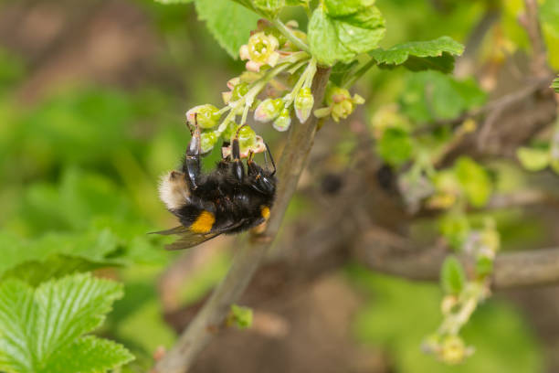 Lindo abejorro recolección de néctar en flores de una grosella negra - foto de stock