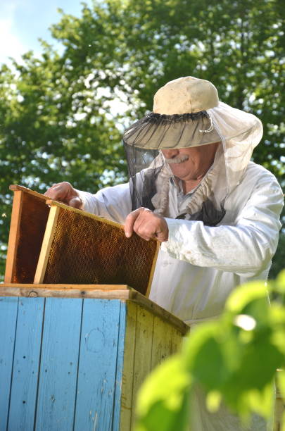 istock senior beekeeper making inspection in apiary in the springtime 822909848