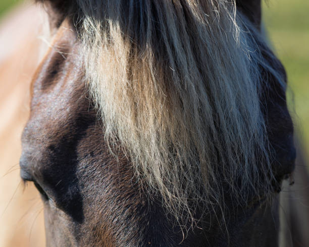 istock Horse Hair 822914562
