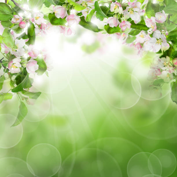 Abstract Green Background with White Flowers, Green Leaves and Sun Light Glitter. Spring or Summer Background