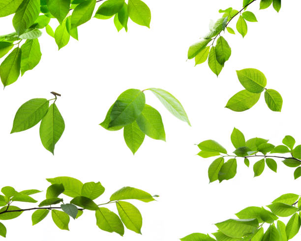 Photo of Set of green tree leaves and branches