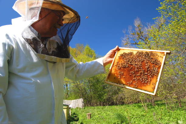 istock senior beekeeper making inspection in apiary in the springtime 822928240