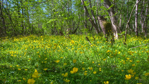 istock blooming flower in spring, buttercup, crowfoot 822933150
