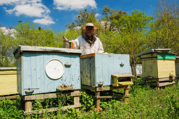 istock senior apiarist making inspection in apiary in the springtime 822939994