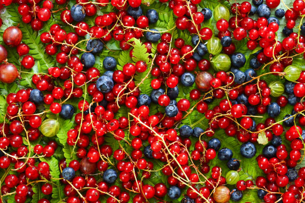 istock Ripe berries. Red currants, blueberries and gooseberries. View from above. 822960238