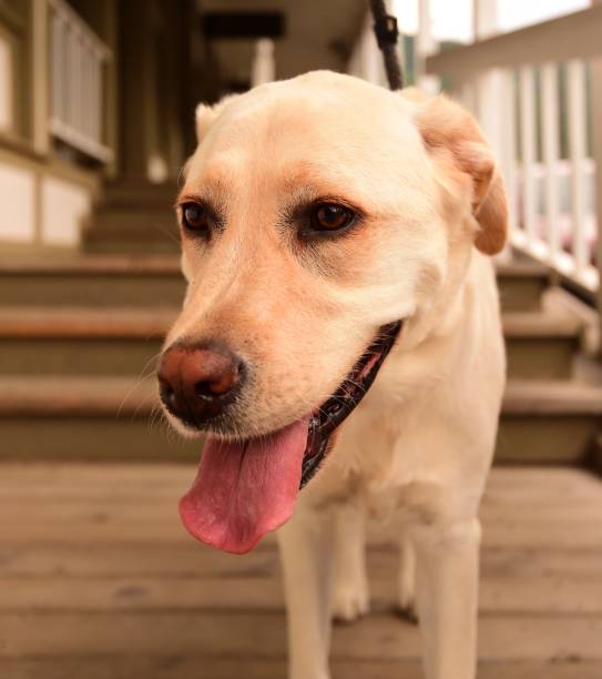 istock Labrador Retriever in Jackson Hole, Wyoming 822963754