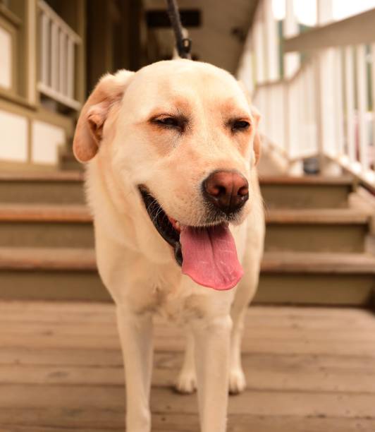 istock Labrador Retriever in Jackson Hole, Wyoming 822963958