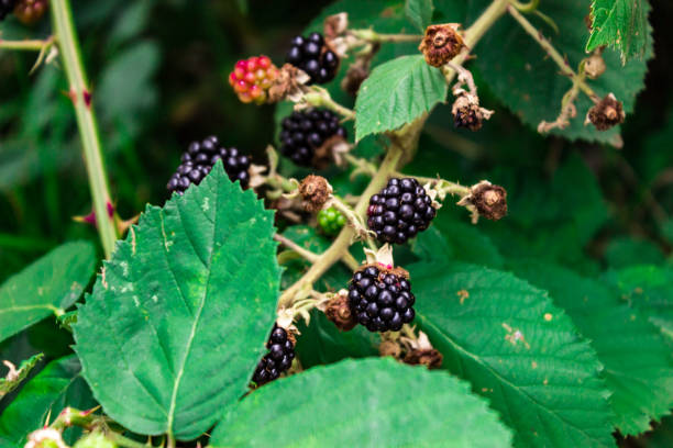 istock Blackberries at bush in close up 822965798