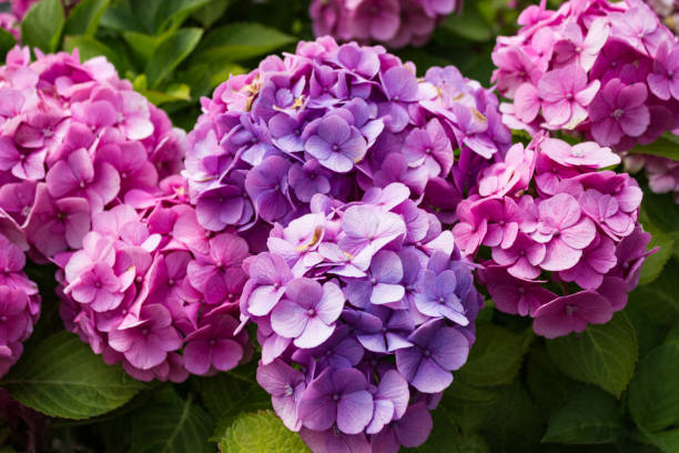 istock Pink and purple hortensia bush 822966060