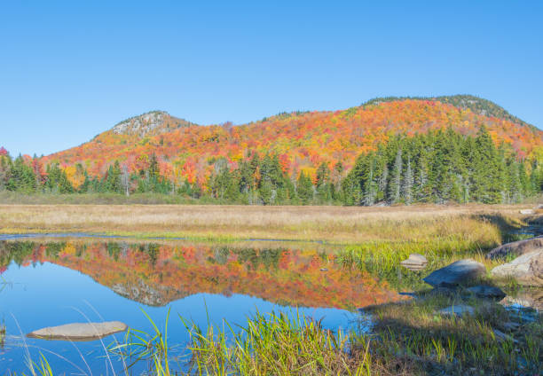 istock Wetland With A Colorful Autumn Backdrop 822972948