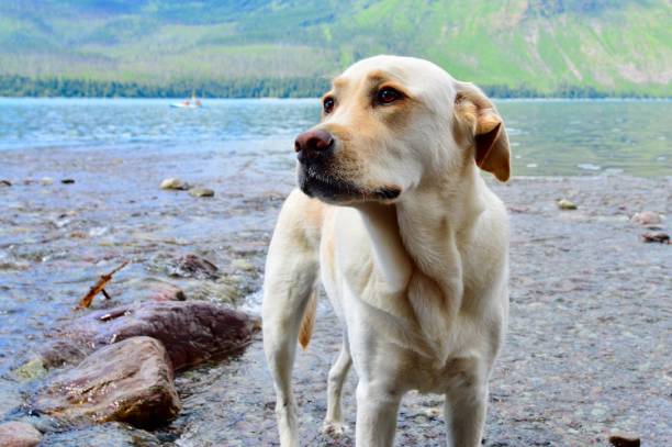 istock Labrador Retriever in a mountain lake 822987794