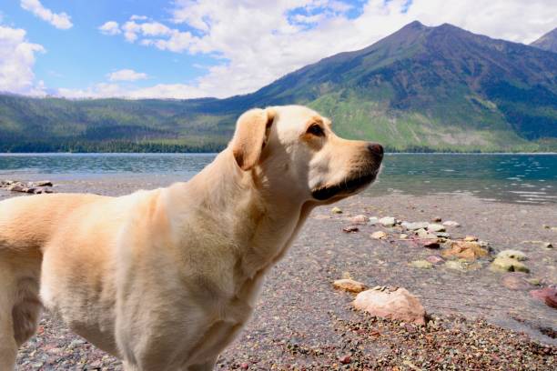 istock Labrador Retriever in a mountain lake 822988010