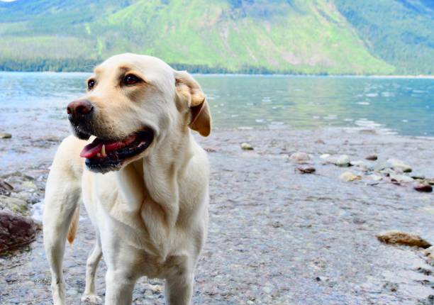 istock Labrador Retriever in a mountain lake 822988216