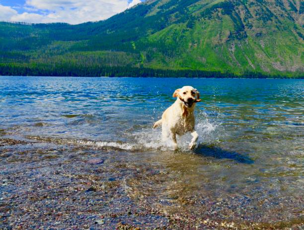 istock Labrador Retriever in a mountain lake 822988730
