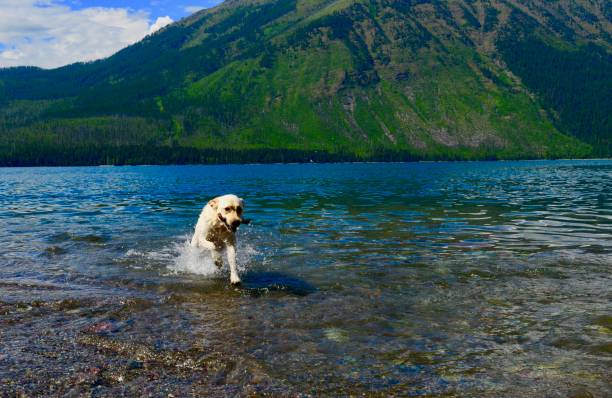 istock Labrador Retriever in a mountain lake 822988800