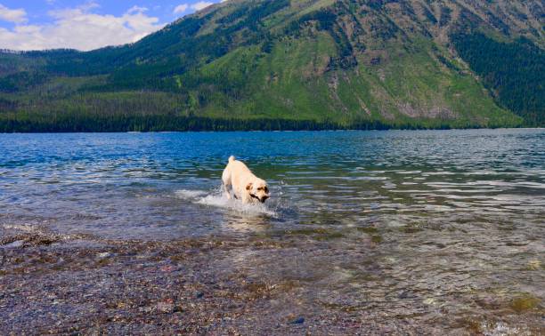 istock Labrador Retriever in a mountain lake 822989120