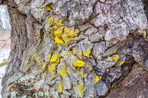 Common orange lichen on the bark of an oak tree